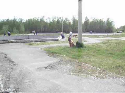 Controllable City Dog - briard Monika, part II