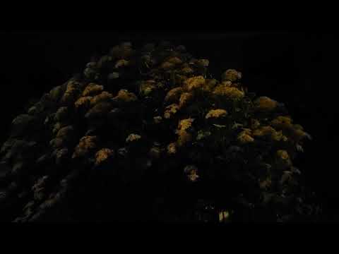 Elderberry Billowing in the Wind Night 2.