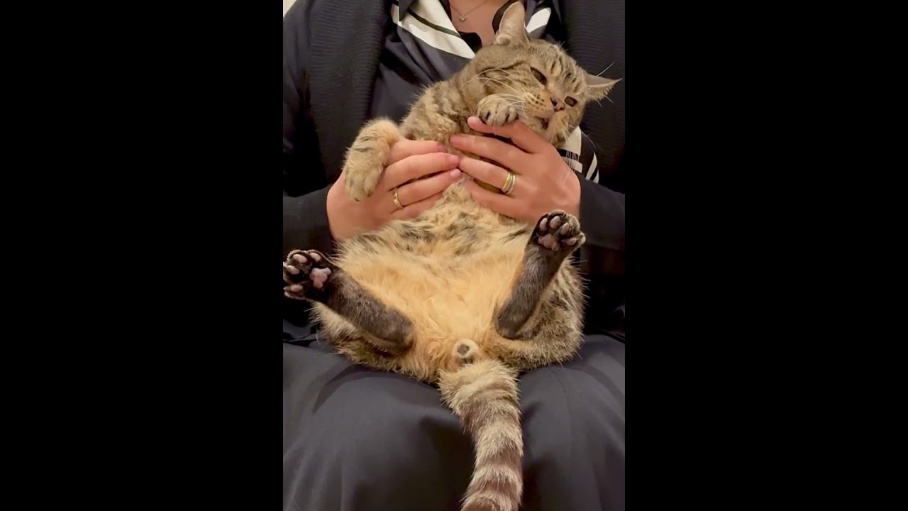 #Shorts抱っこが嫌いな猫と覚える世界史一問一答最終回 #世界史 #猫