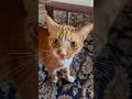 Orange Cat Cute Scratchy Meow ️ Catlife Cutecat Meow Meowing Catmeow