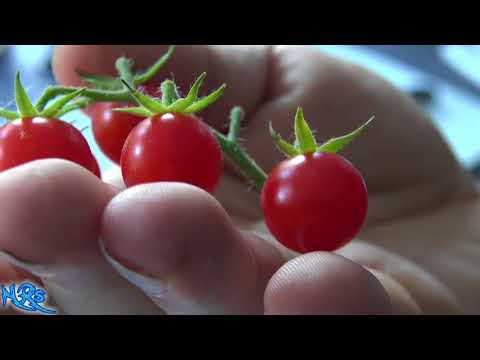 , title : 'Matt's wild cherry tomato | Lycopersicon lycopersicum | Tomato review'