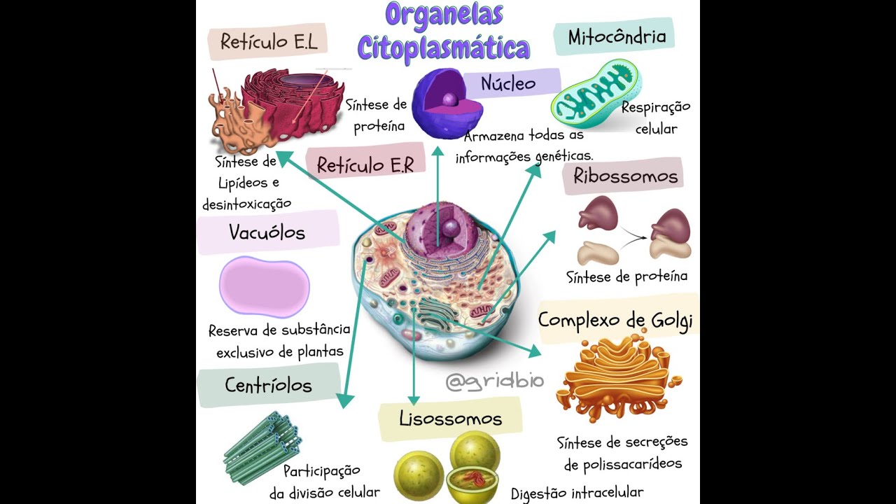 Paródia:  Organelas Citoplasmáticas
