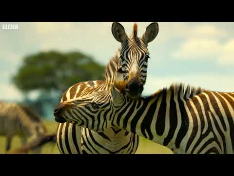 Shani The Leader Gets Swept Away - Can Punda The Stallion Rescue Her?