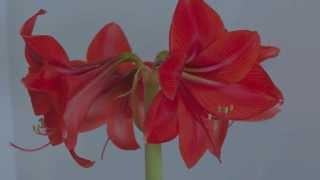 preview picture of video 'Amaryllis Timelapse'