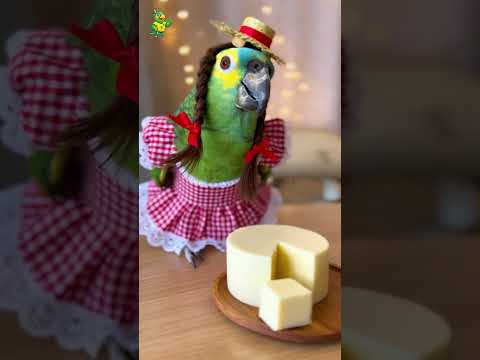 O papagaio que entende tudo de hospitalidade mineira! #shorts #papagaio #papagaiobrazuca