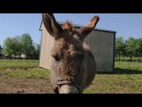 Old Friends Virtual Tour - Short Stuff - Hooved Beasties