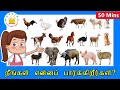 Domestic Animals Kids Song What Do You See Song Animals Name And Sounds Tamilarasi