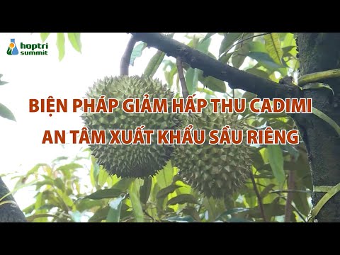 BIỆN PHÁP GIẢM HẤP THU CADIMI – AN TÂM XUẤT KHẨU SẦU RIÊNG