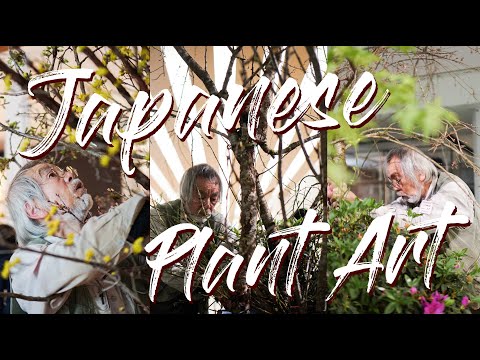 🌟 Bedazzling IKEBANA Performance by Master KUNZO | Expert SAKURA 🌸 Flower Arrangement in Japan 🇯🇵