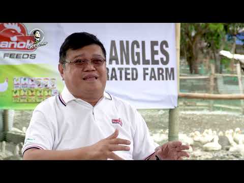 Starting a small Pekin Duck Farming Business