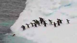 Penguins jump off an iceberg