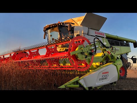 Sklizeň sóji 2022 // Claas Lexion 7600tt a NewHolland T6.180 // ZD Sever Loukovec //