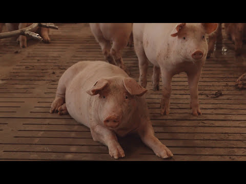 Nachhaltige Viehhaltung- Schweinemaststall mit selbstproduzierten Mais versorgen | H+L