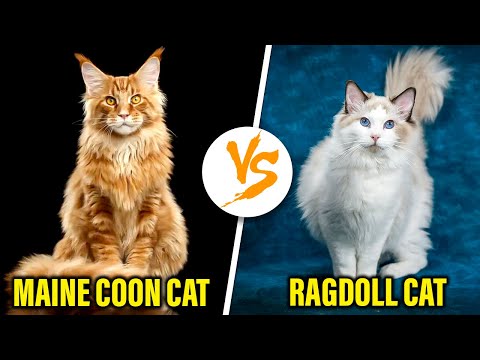 Maine Coon Cat vs Ragdoll Cat – Breaking Down Their Differences (Which Is Better for You?)