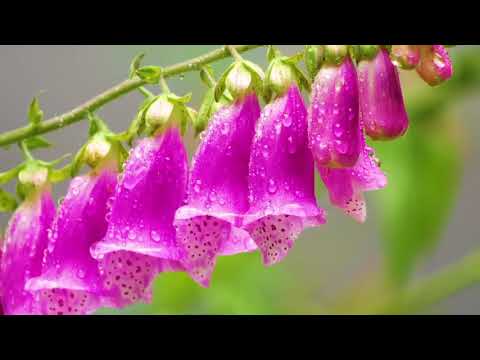 Jesus Christus DIE BIBEL Evangelium nach Matthäus