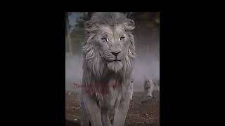 Download lagu ` There can only be 1 lion king ` #mufasamovie #byebye #song #kiros mp3
