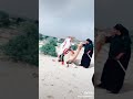 Heavy Arab Riding On Camel