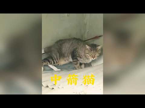 殘忍箭傷下的生命奇蹟：這隻貓歷經劫難，最終遇見了傾盡全力的救援者 #貓 #動物救援 #生命教育 #動物世界 @DOU+小助手