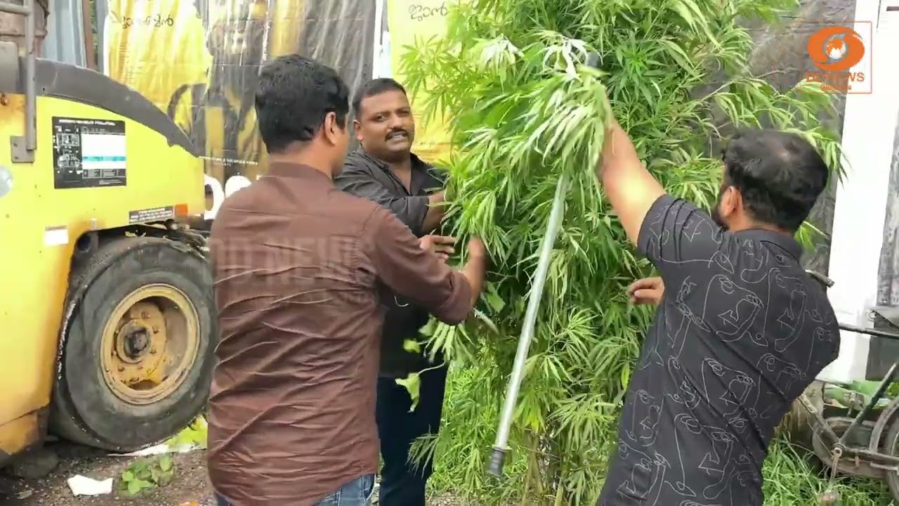 ആലുവയിൽ 10 മാസത്തോളം വളർച്ച എത്തിയ കഞ്ചാവ് ചെടികൾ പി?