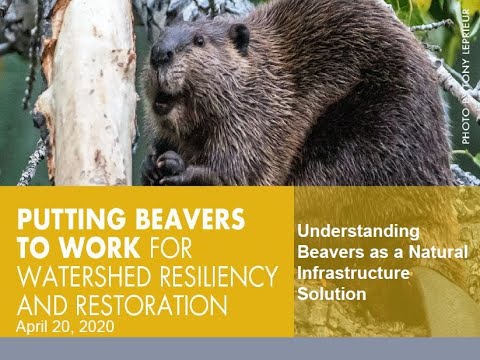 Understanding Beavers As A Natural Infrastructure Solution