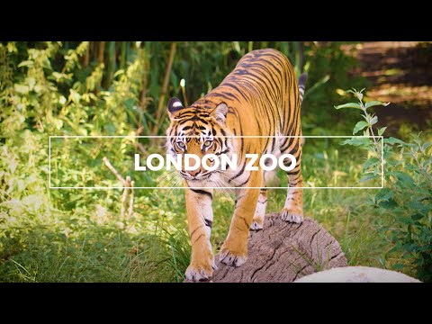 What to see at London Zoo | Visit London