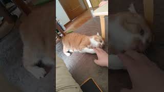 休日の昼下がり猫と戯れる#shorts