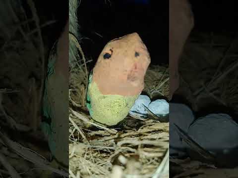 a Bird Nest 🐦🐦