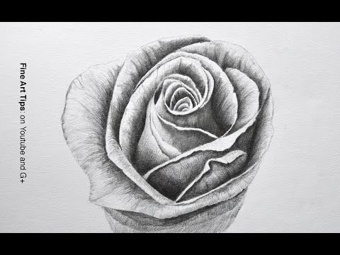Drawing a Rose With Pencil - Time Lapse