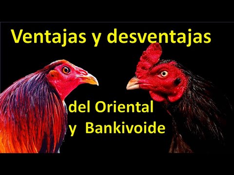 , title : 'Ventajas y desventajas del Oriental y Bankivoide'