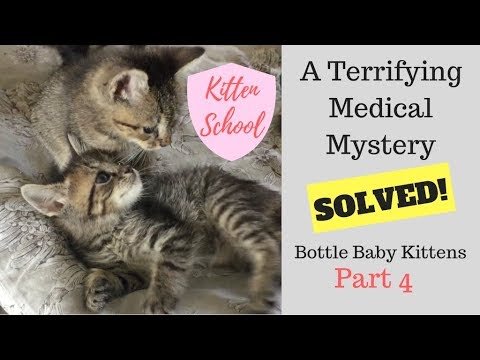 Kitten Can't Walk ?!? Scary medical mystery SOLVED