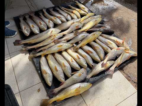 Pescaria em Rosario - MA com 40 pescadas capturadas!