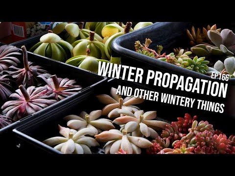 #166 - Propagation in winter, and the next phase of my grow lights experiments
