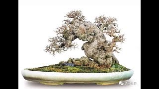 Download lagu HONG KONG BONSAI POTS mp3