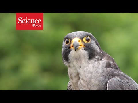 Peregrine falcons maneuver best when dive-bombing at over 300 km/hr