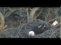 Yawn And Two Eggs At Delta 2 Nest