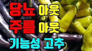 혈당잡아주는 고추,안토시아닌 고추/어떤기능이 있을까요?