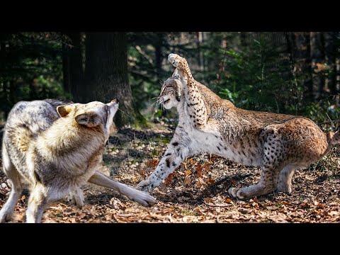 The Lynx is Feared Even by Wolves, the feline that does not forgive enemies