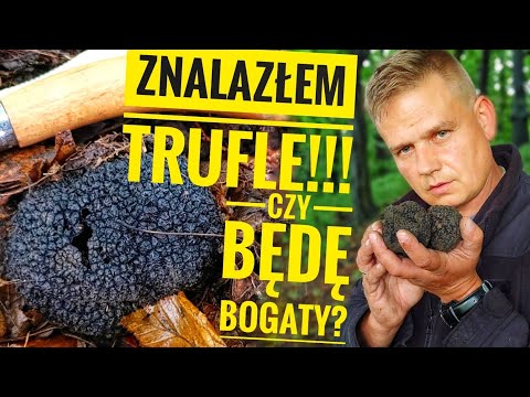 Znalazłem trufle!! Czy będę bogaty? I z czym je ludzie mylą.