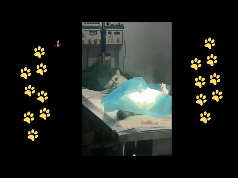 funny 🐶 dogs reactions part 30 No Languages only funny voices |Sabeera smc funny videos 2023