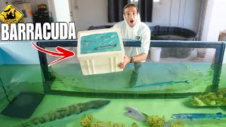 Finally Adding TONS OF FISH For My BARRACUDA Saltwater Pond!