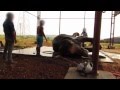 Sunder the Elephant VIOLENTLY Beaten - YouTube