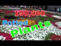 Valletta Green Festival 190 000 Potted Plants 2019 MALTA