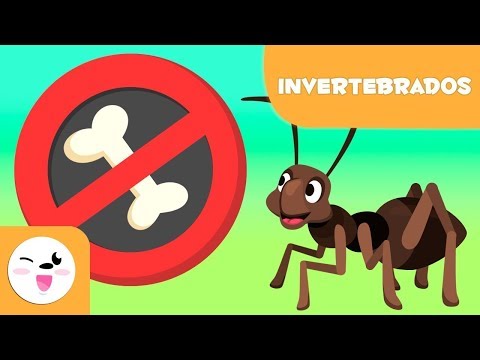 Animais invertebrados para crianças - Introdução