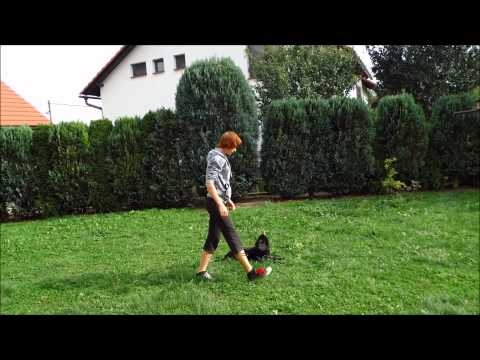 Grace z Jukasu poslušnost ve 3 měsících