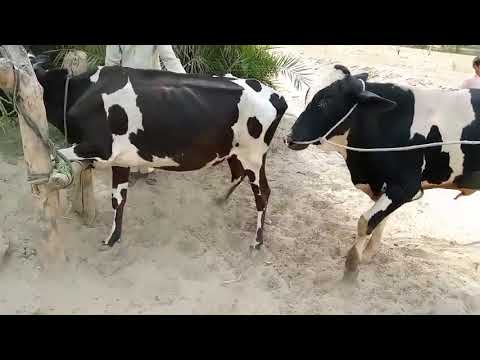 Easily Editable Bull And Cow Mate A4 Printables