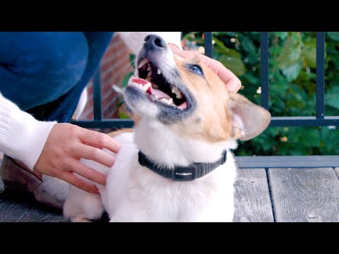 NanoBark™ Collar - Getting Started