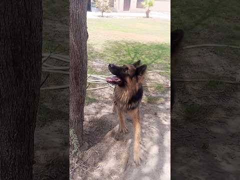 #shorts #funny 🦖🐈‍⬛