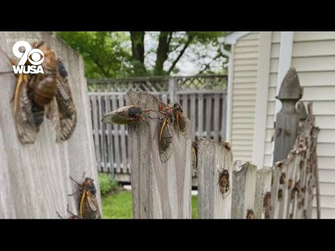 Cicadas emerging all over but where is the noise?