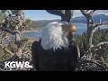 Viral bald eagle Jackie dies after illness