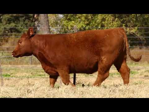 LOTE 34 - RP 6295 - AGROMELU 6295 SATIRO TABASCO - FIV